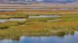 freshwater_marshes