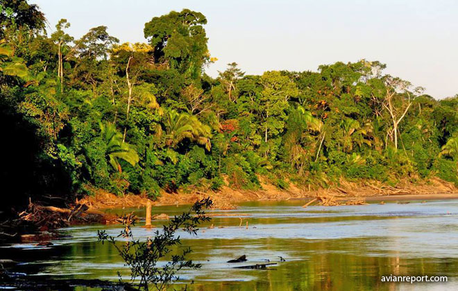 Bosque Lado del Húmedo Tropical Amazónico