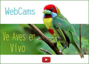 webcam camaras aves en vivo