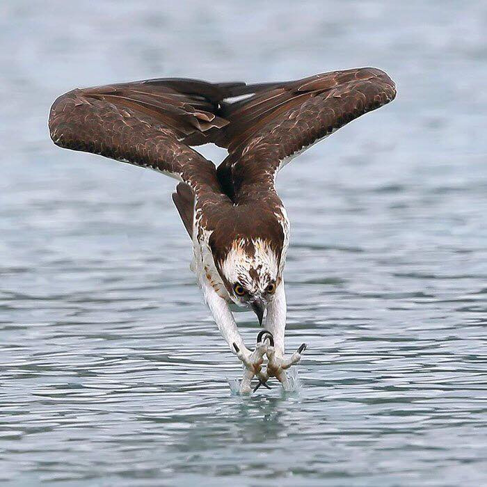águila pescadora próxima a capturar un pescado