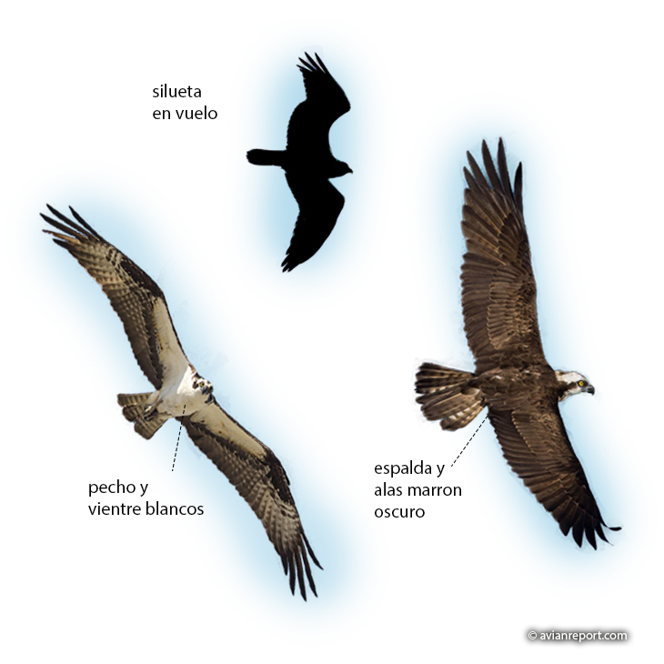 identificación águila pescadora en vuelo